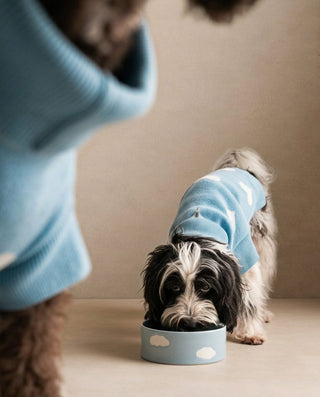 Pet Bowl