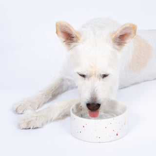 Set of 2 White Medium stoneware ceramic Pet Bowls — Party Collection